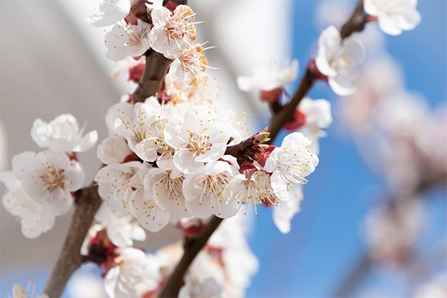 Apricot flowers